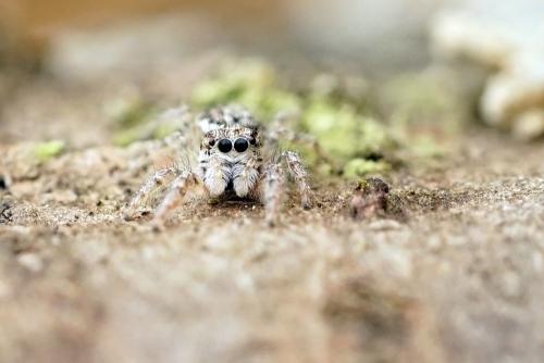 Pseudicius encarpatus